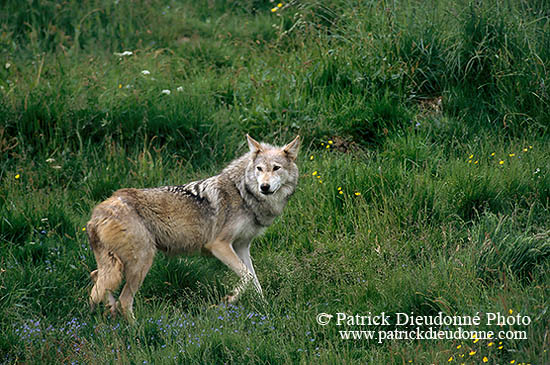 Loup d'Europe - European Wolf  - 16680