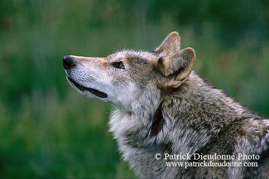 Loup d'Europe - European Wolf  - 16681