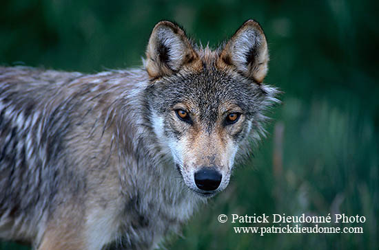 Loup d'Europe - European Wolf  - 16686