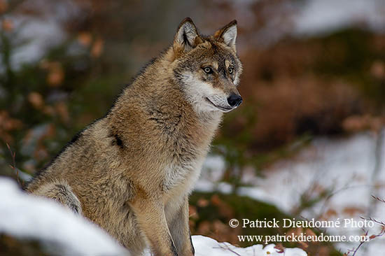 Loup d'Europe - European Wolf - 16687