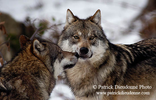 Loup d'Europe - European Wolf - 16690