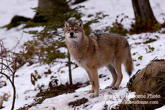 Loup d'Europe - European Wolf - 16693