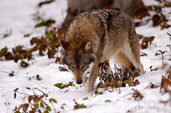 Loup d'Europe - European Wolf - 16700