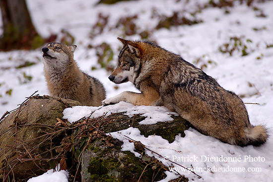 Loup d'Europe - European Wolf - 16702