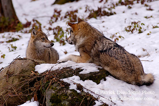 Loup d'Europe - European Wolf - 16703