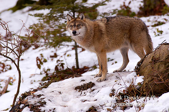 Loup d'Europe - European Wolf - 16704