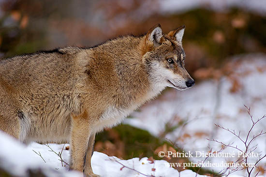 Loup d'Europe - European Wolf - 16710