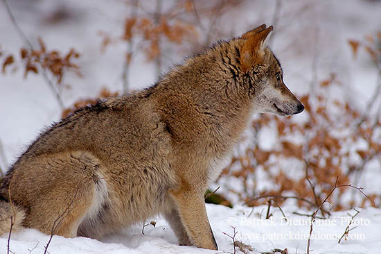 Loup d'Europe - European Wolf - 16711