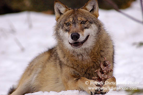 Loup d'Europe - European Wolf - 16712