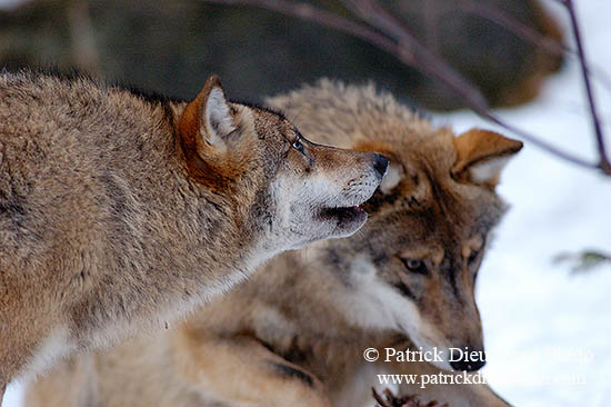 Loup d'Europe - European Wolf - 16713