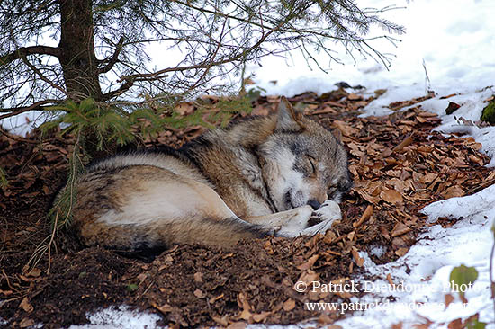 Loup d'Europe - European Wolf - 16714