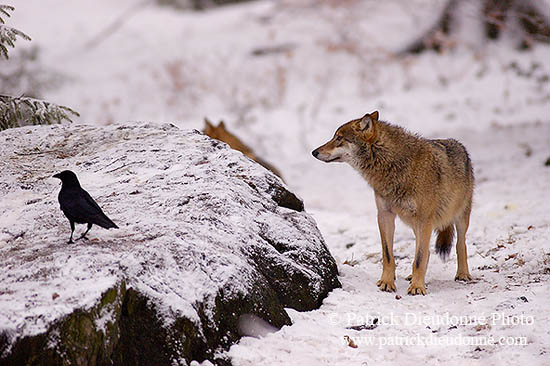 Loup d'Europe - European Wolf - 16718