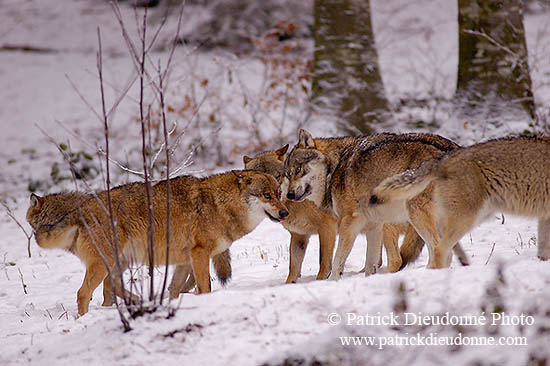 Loup d'Europe - European Wolf - 16719