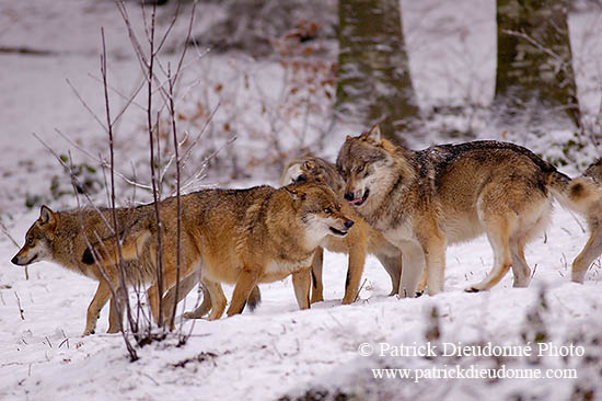 Loup d'Europe - European Wolf - 16720