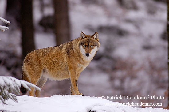 Loup d'Europe - European Wolf - 16722