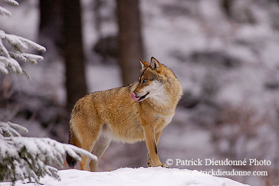 Loup d'Europe - European Wolf - 16723