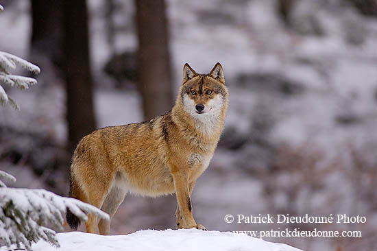 Loup d'Europe - European Wolf - 16724