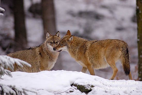 Loup d'Europe - European Wolf - 16725