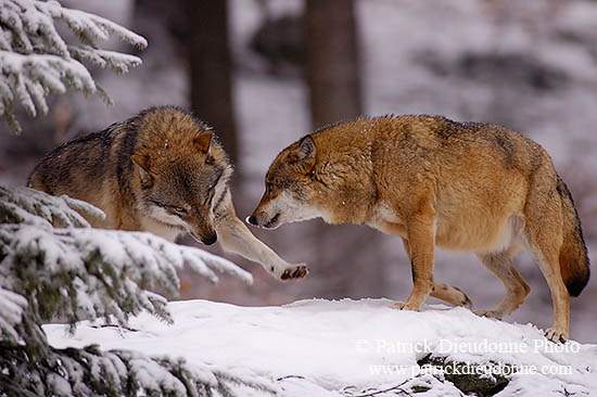 Loup d'Europe - European Wolf - 16727