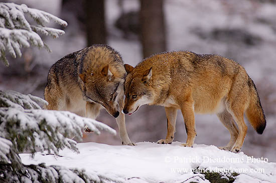 Loup d'Europe - European Wolf - 16728