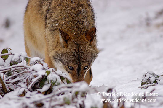 Loup d'Europe - European Wolf - 16733