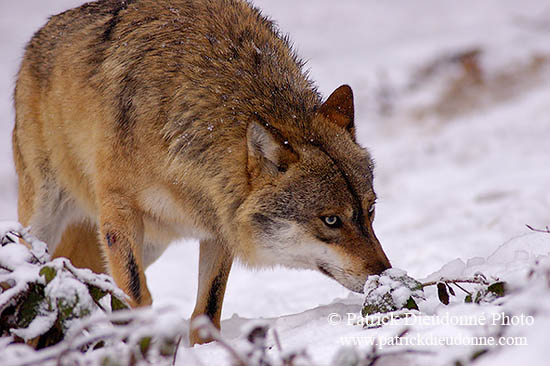 Loup d'Europe - European Wolf - 16735