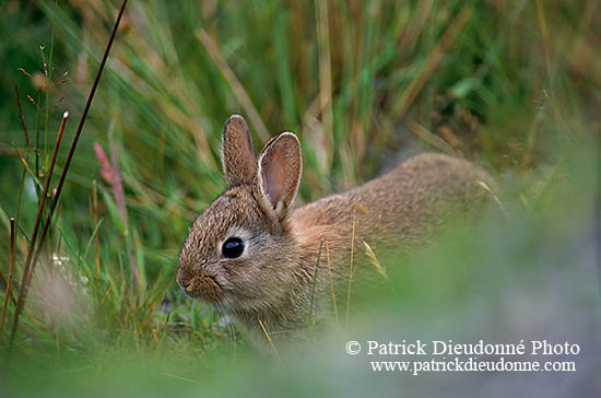 Lapin de garenne - Rabbit - 16570