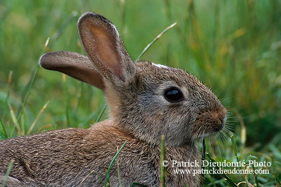 Lapin de garenne - Rabbit - 16574