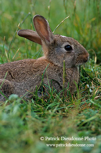 Lapin de garenne - Rabbit - 16578