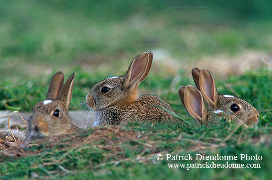 Lapin de garenne - Rabbit - 16580