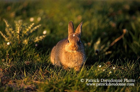 Lapin de garenne - Rabbit - 16584