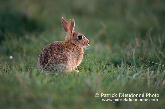 Lapin de garenne - Rabbit - 16585