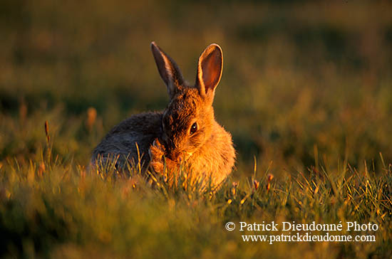 Lapin de garenne - Rabbit - 16586