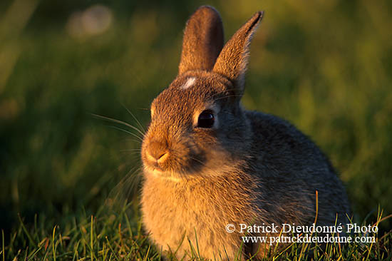 Lapin de garenne - Rabbit - 16587