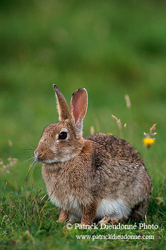 Lapin de garenne - Rabbit - 16588