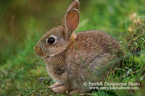 Lapin de garenne - Rabbit - 16591