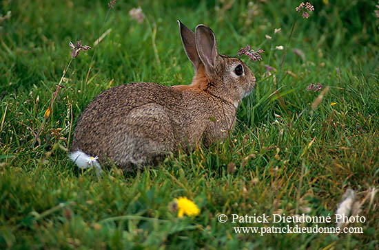 Lapin de garenne - Rabbit - 16592