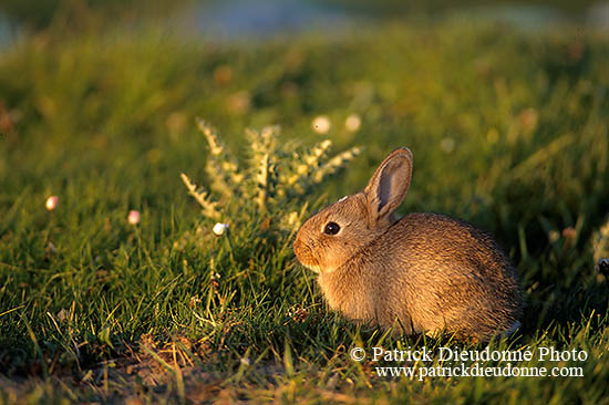 Lapin de garenne - Rabbit - 16594