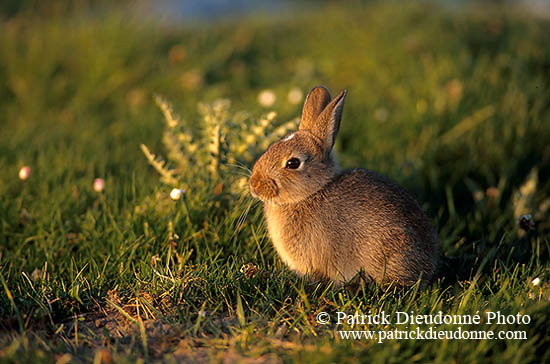 Lapin de garenne - Rabbit - 16596