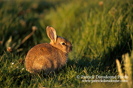 Lapin de garenne - Rabbit - 16597