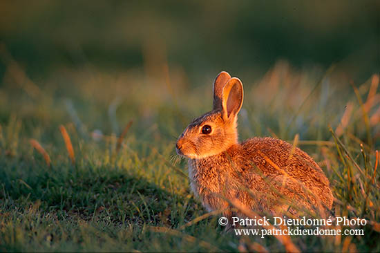 Lapin de garenne - Rabbit - 16598