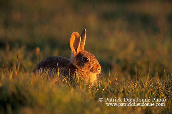 Lapin de garenne - Rabbit - 16599