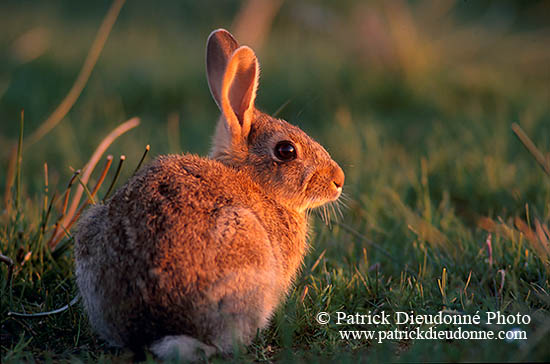 Lapin de garenne - Rabbit - 16600