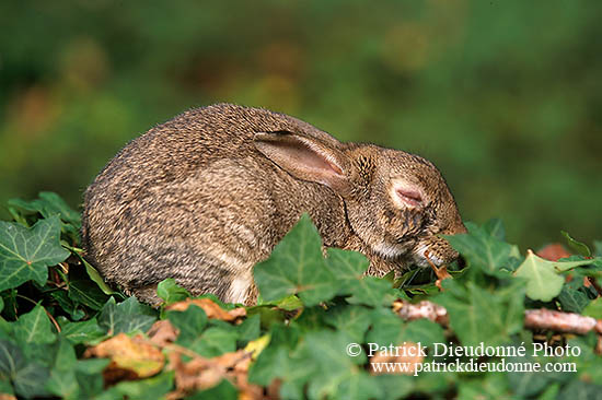 Lapin de garenne - Rabbit - 16601