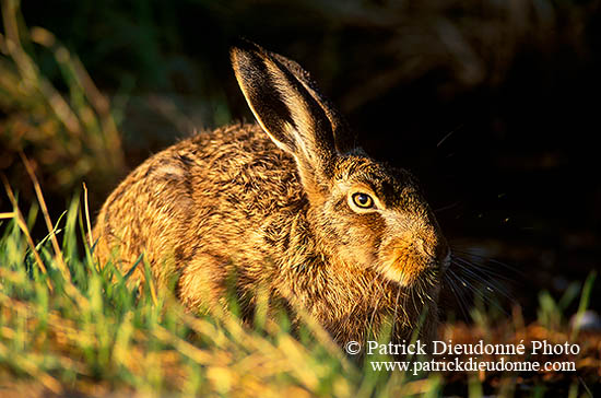 Lièvre - Brown Hare - 16605