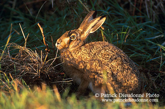 Lièvre - Brown Hare - 16608