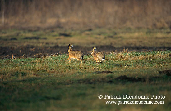 Lièvre - Brown Hare - 16611