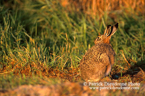 Lièvre - Brown Hare - 16612