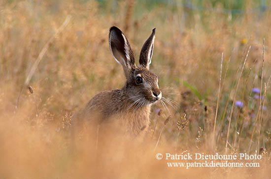 Lièvre - Brown Hare  - 16613