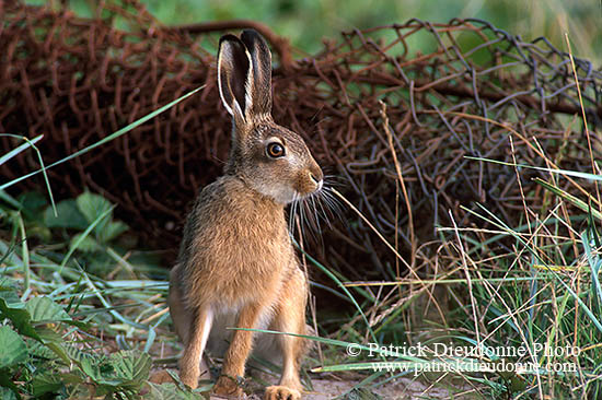 Lièvre - Brown Hare  - 16615